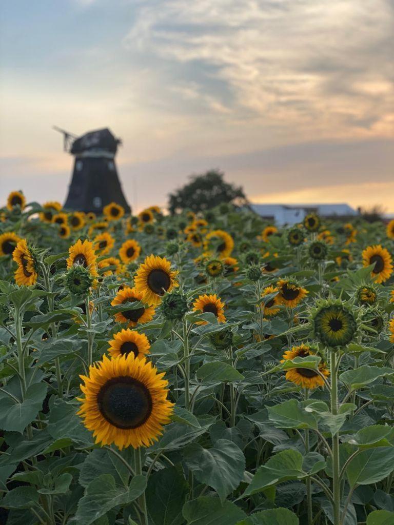 Ferienwohnung-Wildblume Petersdorf auf Fehmarn Exterior foto